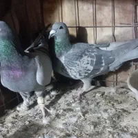 جفت نر و ماده تضمینی