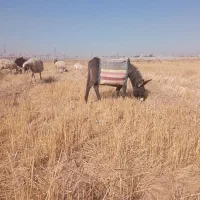 خر الاغ گوسفند