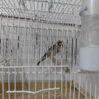 سهره