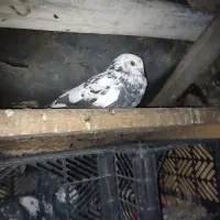 کبوتر|پرنده|دره شهر, |دیوار