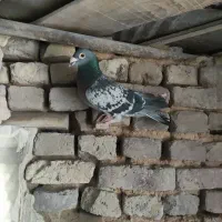 پادری