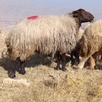 قوچ|حیوانات مزرعه|کارزان, |دیوار