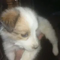 دو تا سگ پا کوتاه اشپیتزو پشمالو با قیمت 2میلیون