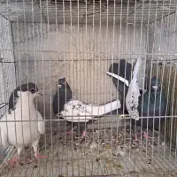 کفتر کبوتر|پرنده|مشهد, شهید علی محمدی|دیوار