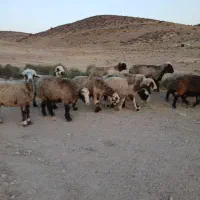 تعدا ۱۲ راس شیشک میش داشتی جوان آبستن فروشی
