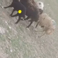 بره|حیوانات مزرعه|کنگاور, |دیوار