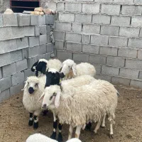 میش|حیوانات مزرعه|سیرجان, |دیوار