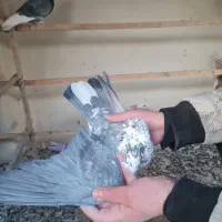 کفتر گرفتنی پرشی|پرنده|تهران, بیسیم|دیوار