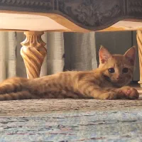 بچه گربه