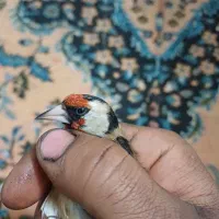 سهره چارگل|پرنده|مشهد, پورسینا|دیوار