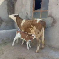 گاووگوساله سیمینتال