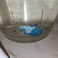 فروش ویژه ماهی فایتر گیاه روآبی و حلزون|ماهی|کرمانشاه, |دیوار