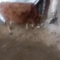 گاو رسمی|حیوانات مزرعه|آوج, |دیوار