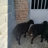 ۳ راس بره قزل افشار و قره قزل|حیوانات مزرعه|بناب, |دیوار