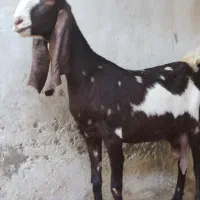 3بز ،آبستن دو قلو با کهرهای نر ماده