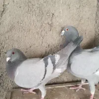 کبوترپلاکی|پرنده|تهران, جوادیه تهرانپارس|دیوار