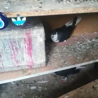 ماده چپ سیاه گمشده