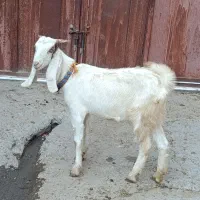 چ چپش بزغال