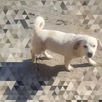 سگ اشپیتز|سگ|اسدآباد, |دیوار