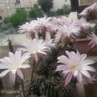 گل کاکتوس بسیار زیبا با کلی غنچه و گلگل