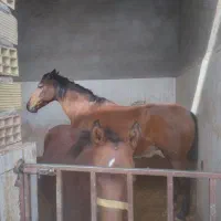 اسب مادیون عرب و کره نریونش|اسب و تجهیزات اسب‌سواری|یزد, |دیوار