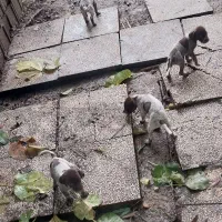 سگ میکس المان