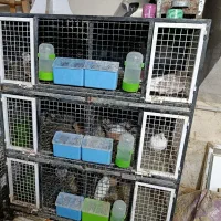 یک عدد جفتگاه 6تایی در حد نو|لوازم جانبی حیوانات|رشت, حومه رشت|دیوار