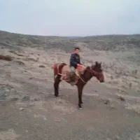 اسب نر|اسب و تجهیزات اسب‌سواری|آزادشهر, |دیوار
