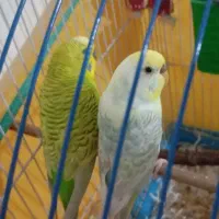 مرغ عشق جفت