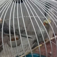 عروس هلندی نر و ماده|پرنده|تهران, قاسمآباد|دیوار