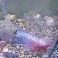 فلاور تایلندی رد دراگون و زدزد|ماهی|تهران, شهرک کوهسار|دیوار