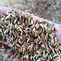 شلتوک درجه ده تن