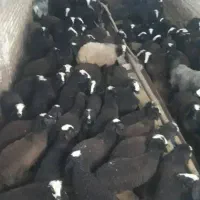 فروش میش وبره ماده ونر