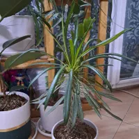 گل طبیعی|گل و گیاه طبیعی|مشهد, شهرآرا|دیوار