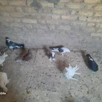 کفتر نقش نژاد دار|پرنده|یزد, |دیوار