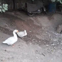 قوغاز اوکراینی