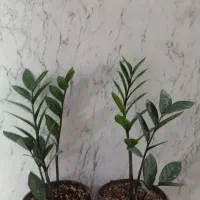 حراج زامفولیا|گل و گیاه طبیعی|سمنان, |دیوار