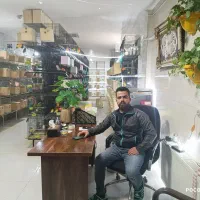 فروش جفت طوطی برزیلی کوتوله با بیمه و تسهیلات