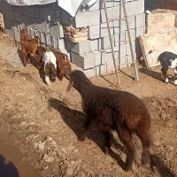 بز بزغاله کوچیک وبزرگ