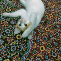 گربه کالیکو واگذاری