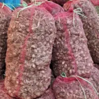 پیاز زعفران برای کاشت