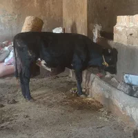 گوساله نر چاق