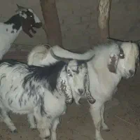 بزه گوشتی|حیوانات مزرعه|کرباسک, |دیوار