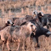 شیشک و میش|حیوانات مزرعه|شیراز, محمدیه|دیوار