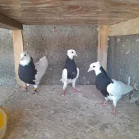 فروش دوعدد جوجه طوقی سیا