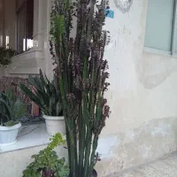 گل افوربیا قرمز|گل و گیاه طبیعی|سنگر, |دیوار