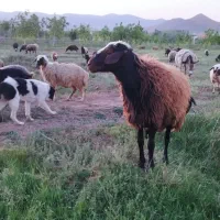 قوج 2سال