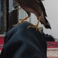 مینا سخنگو افغان  نر کوطوله طوطی دوتا عروس هلندی|پرنده|مشهد, شهرک مهر آباد|دیوار
