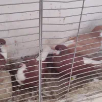 کفتر|پرنده|شیراز, شهرک مهدی‌آباد|دیوار