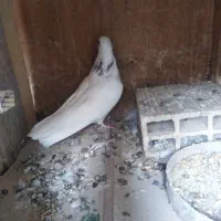 طوقی سرور ماده.با دوتا جوجه طوقی و50 کیلو گندم|پرنده|قم, زنبیل آباد|دیوار
